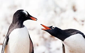 Pygoscelis Gallery: Gentoo Penguins squawking