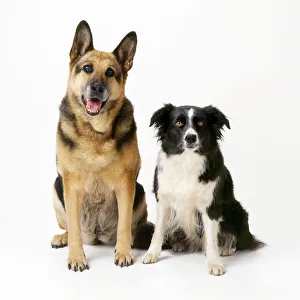 German Shepherd / Alsatian Dog - with Border Collie