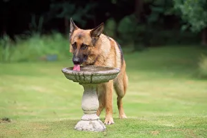 German Shepherd / Alsatian Dog - drinking from bird bath German Shepherd / Alsatian Dog - drinking from bird bath