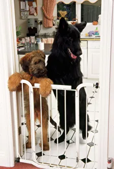 German Shepherd Dog - & Briard puppy standing at inside baby / dog gate German Shepherd Dog - & Briard puppy standing at inside baby / dog gate