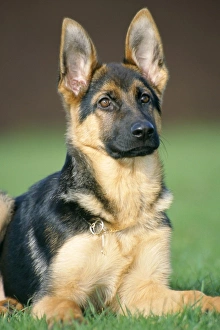 German Shepherd Dog - young, sitting on the grass German Shepherd Dog - young, sitting on the grass