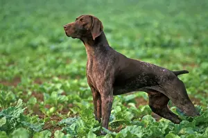 Jean Michel Labat Photography Prints: German Short-haired Pointer