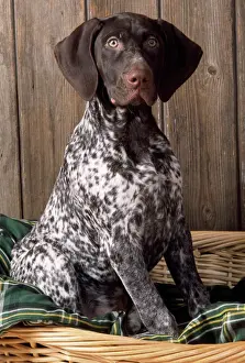 Dog Prints: German Short-haired Pointer Dog Print JD-15672 by John Daniels