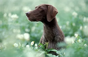 German Short-haired Pointer Dog - Sitting amidst flowers German Short-haired Pointer Dog - Sitting amidst flowers