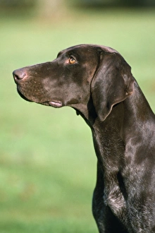 German Shorthaired Pointer Dog German Shorthaired Pointer Dog