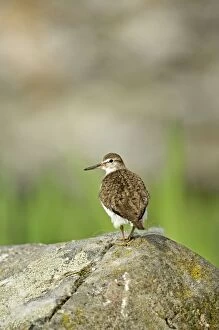 Sandpipers Gallery: Rock Sandpiper Collection
