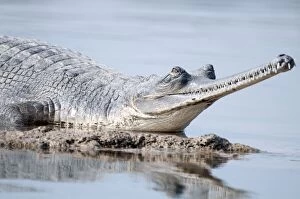 Images Dated 28th January 2013: Gharial