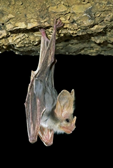 Ghost Bat - Hanging suspended from cave roof showing nose leaf in profile Ghost Bat - Hanging suspended from cave roof showing nose leaf in profile