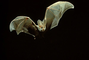 Ghost bat (Macroderma gigas) in flight at night. Northern Australia Ghost bat (Macroderma gigas) in flight at night. Northern Australia