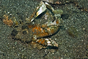Ghoulfish - An evil member of the scorpion fish family. Its venomous spines can inflict a Ghoulfish - An evil member of the scorpion fish family. Its venomous spines can inflict a