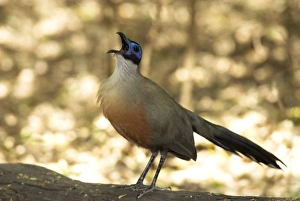 Giant Coua - endemic. Calling from log on ground Giant Coua - endemic. Calling from log on ground