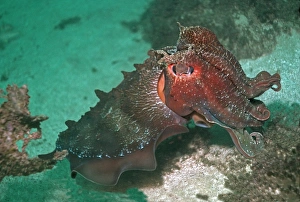 Giant Cuttlefish - Endemic to southern and eastern Australia this is largest of all Giant Cuttlefish - Endemic to southern and eastern Australia this is largest of all