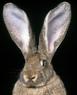 Giant Flemmish Rabbit - close-up of head & ears