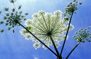 Images Dated 3rd August 2004: Giant Hogweed