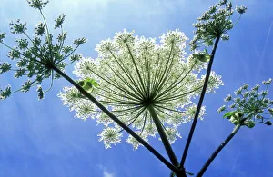 Giant Hogweed Giant Hogweed