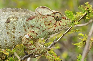 Giant Madagascar / Oustalets Chameleon - female Giant Madagascar / Oustalets Chameleon - female