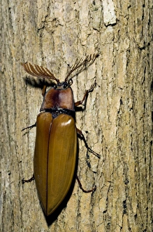 Giant Malaysian Click-Beetle - male on bark of a tree Giant Malaysian Click-Beetle - male on bark of a tree