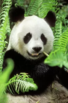 GIANT PANDA - close-up of head