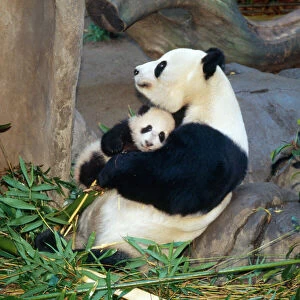 Affection Collection: Giant Panda - female holding four month old young born in a Zoo. San Diago Zoo, California, USA