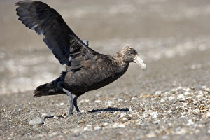 Giant Petrel - Landing on a beach at Peninsula Valdes Giant Petrel - Landing on a beach at Peninsula Valdes