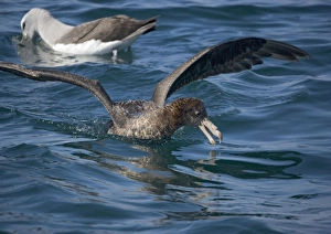 Giant Petrel / Nelly - Northern form Giant Petrel / Nelly - Northern form