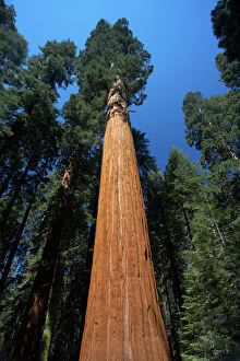 Images Dated 19th May 2006: Giant Sequoia Sequoia National Park, California, USA LA000617