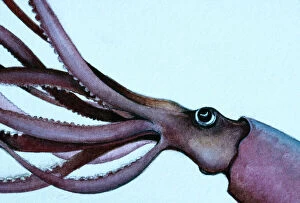 Images Dated 29th May 2009: Giant Squid VT 7670 Illustration In profile Architeuthis © Valerie Taylor / ARDEA LONDON