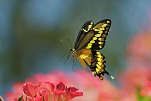 In Flight Gallery: Giant Swallowtail Butterfly (Papilio cresphontes)