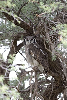 Giant / Verreauxs Eagle Owl - Roosting Giant / Verreauxs Eagle Owl - Roosting