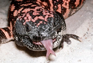 Gila Monster CLA 329 Heloderma suspectum - South-Western USA AA Mary Clay Gila Monster CLA 329 Heloderma suspectum - South-Western USA AA Mary Clay