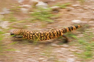 Gila Monster - In motion. One of only two venomous lizards in the world, protected species Gila Monster - In motion. One of only two venomous lizards in the world, protected species