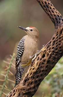 Gila Woodpecker - On Cholla Cactus Gila Woodpecker - On Cholla Cactus