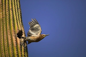Gila Woodpecker - In flight, leaving nest Gila Woodpecker - In flight, leaving nest