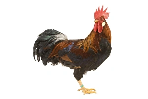 Gilded Leghorn Chicken - in studio Gilded Leghorn Chicken - in studio