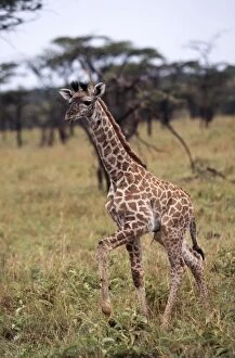 Images Dated 12th November 2004: Giraffe Baby. Maasai Mara, Africa