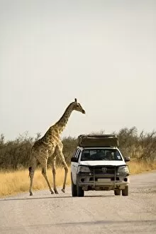 Images Dated 28th September 2009: Giraffe - crossing a road with a rental car in the foreground - Etosha National Park - Namibia
