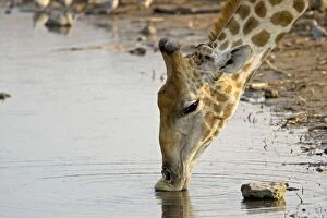 Images Dated 30th September 2009: Giraffe - drinking