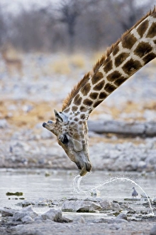 Giraffe - water patterns resulting from the head being whipped up Giraffe - water patterns resulting from the head being whipped up