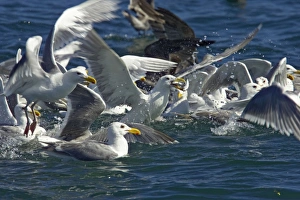 Glaucous Winged Gull & Heermanns Gull (Larus heermannii Glaucous Winged Gull & Heermanns Gull (Larus heermannii