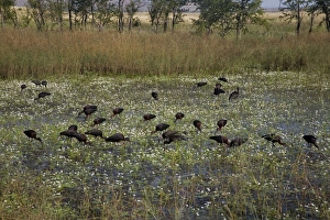 Glossy Ibises feeding in a shallow wetland Glossy Ibises feeding in a shallow wetland