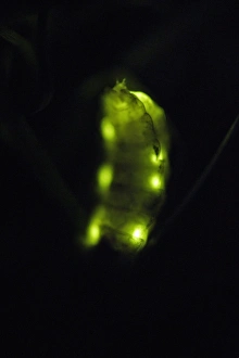 Glow Worm - female glowing at night Glow Worm - female glowing at night