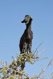 Images Dated 3rd February 2005: Goat - in Argan trees (Argania spinosa) at