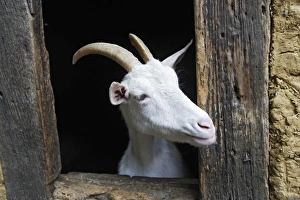 Goat - looking out of barn door Goat - looking out of barn door