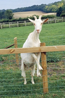 Goat - Saanen breed Goat - Saanen breed
