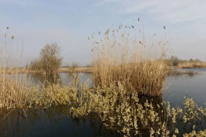 Goat Willow in the Danube Delta during spring