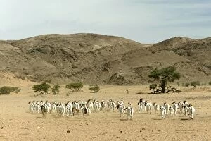 Images Dated 1st January 2004: Goats Desertification, Namibia