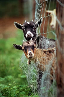 Field Collection: Goats - two with heads stuck though net fence