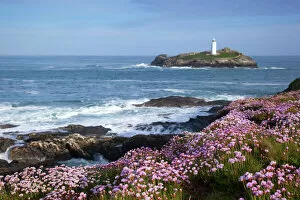 Cornwall Collection: Godrevy Island and Lighthouse - from Gwithian - thrift - Cornwall - UK