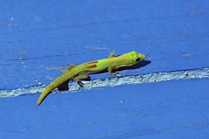 Gold dust day gecko Gold dust day gecko