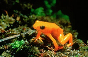 Images Dated 5th December 2006: Gold Mantella / Frog. Madagascar